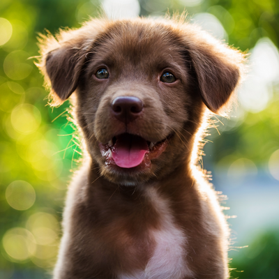 Submit a Video of Your Dog to @dogs.lovers 6.2M Followers - ViralPets Store