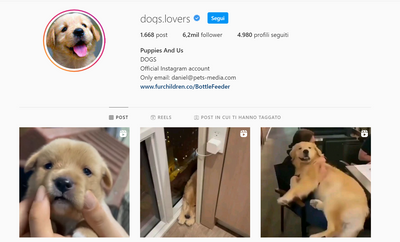 Your Brand on Instagram DOGS.LOVERS 6.2M Followers - ViralPets Store